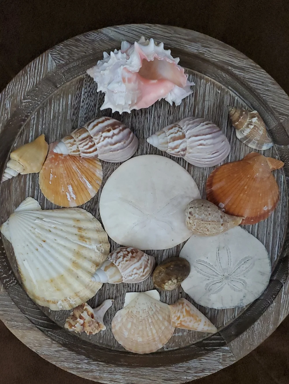 Natural Seashells Pink Murex Seashell Beach Coastal Decor Crafts Nautical